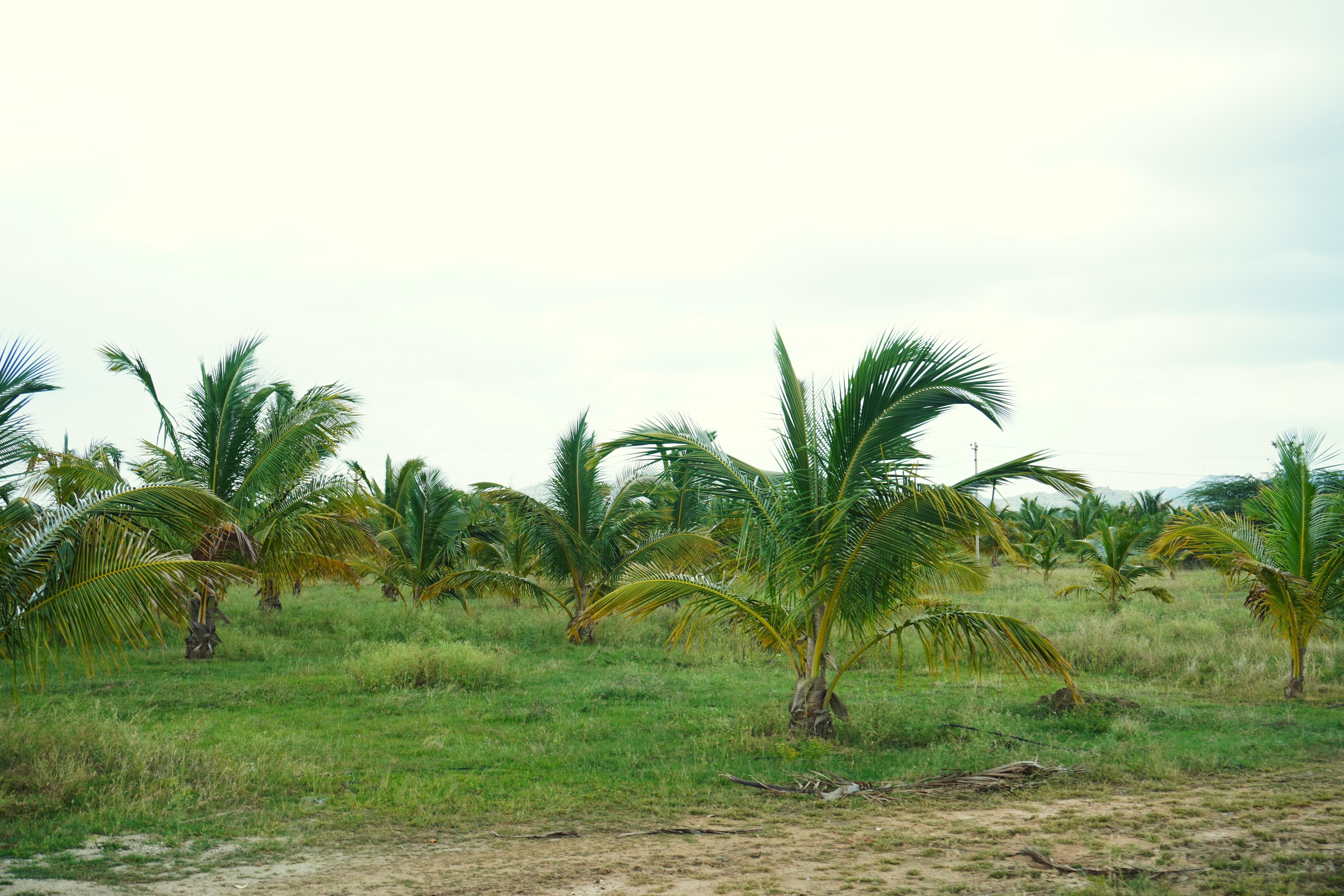 residential development